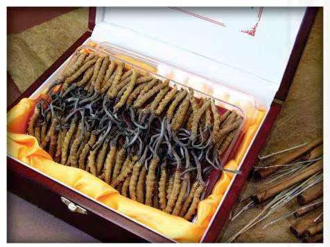 合肥冬虫夏草回收